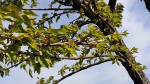 Абрикос и персик образуют плоды