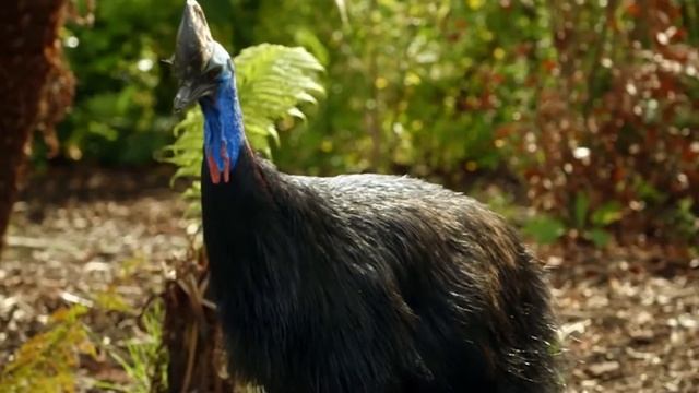 КАЗУАР — Агрессивная птица мясник ВЕСОМ 60 КГ. Самая опасная птица на планете! Интересные факты. смотреть онлайн