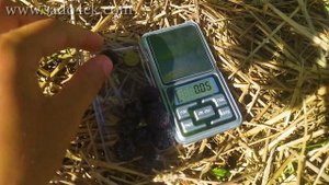 Ежемалина. Самый поздний сорт.