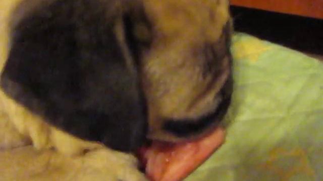 Кормление диких мопсов смотреть онлайн