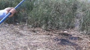 Змееголов в Таджикистане