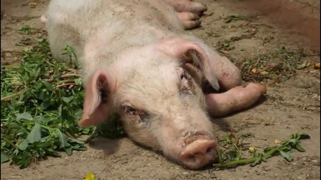 Болезни свиней - как распознать и чем лечить? смотреть онлайн