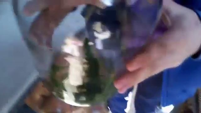 Гигантская ящерица   которая живёт на Кубани .!!!!