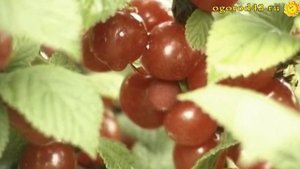 Вишня войлочная: обильная и скороплодная.