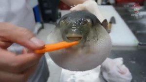 Рыба фугу ест морковь