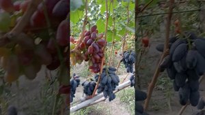 виноград Байконур, Черный коготь.