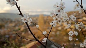 В парке Чаир