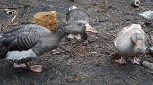 Еденские гуси