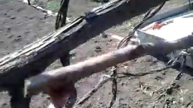 Штамбовая формирования сорт Карабурну смотреть онлайн