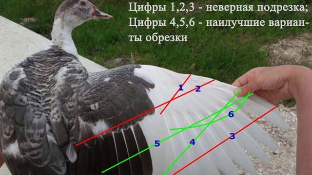 Как подрезать крылья уткам смотреть онлайн