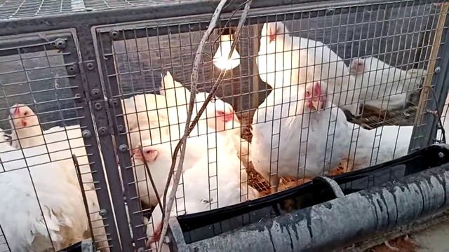 Выращивание на мясо Бройлеров, в короткие сроки