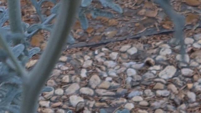 סביון מלבין برگ نقرهای Jacobaea maritima смотреть онлайн