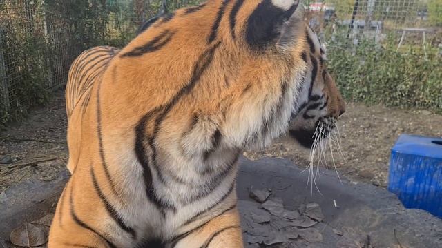 Тигры готовятся к приезду Госпиталя Дикой Природы смотреть онлайн