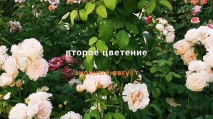 Андре Брише Andre Brichet (Imca Marina ) цветущая постоянно обильно, устойчивая к жаре флорибунда