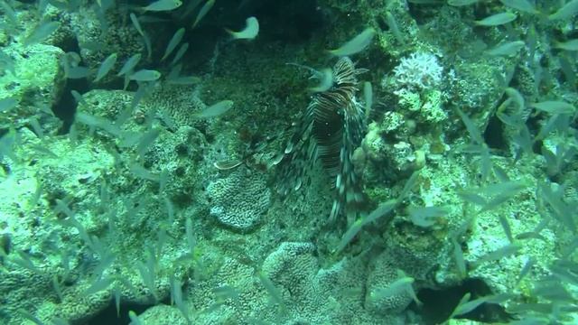 Таба электрические скаты смотреть онлайн