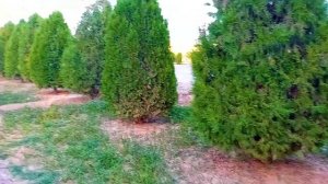 Туркменистан Дашогуз стадион