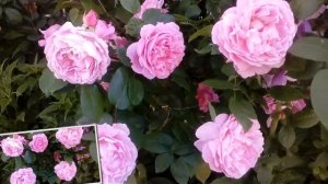 Роза Мери Роуз  # мой сад # розы