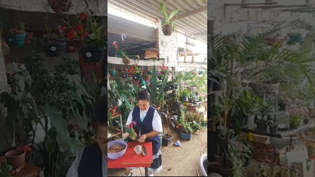 KOKEDAMA de Anthurium смотреть онлайн