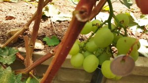 г.ф.винограда 90-110 дней вегитации!