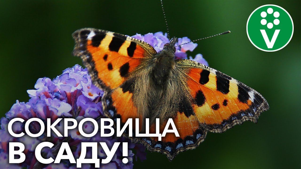 Декоративные кустарники для вашего сада!