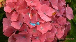 Гортензия крупнолистовая Кинг Джордж V ? обзор: как сажать, саженцы гортензии Кинг Джордж V