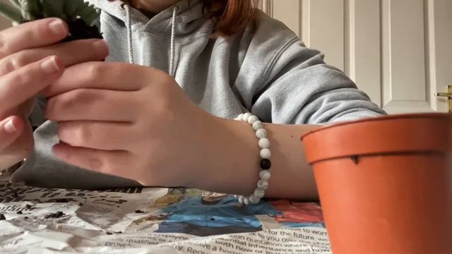 Pachyphytum Hookeri unboxing 🌵 смотреть онлайн