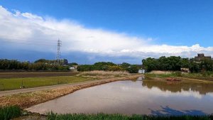 Бамбуковые рощи в Японии. Что такое бамбук. Как растет бамбук.