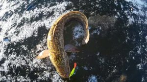 Налим на балансир.