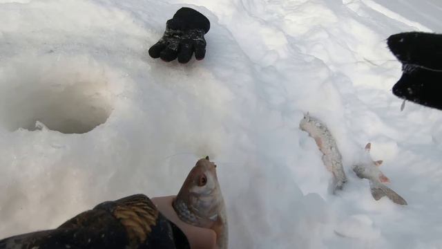 СНАЧАЛА БОЙКИЙ ОКУНЬ ЖАДНО ХВАТАЛ ГЛАЗ И ЧЕРВЯ А ПОТОМ НАШЁЛСЯ ТОЛСТЫЙ ЯЗЬ И ЖИРНАЯ СОРОГА(ПЛОТВА)! смотреть онлайн