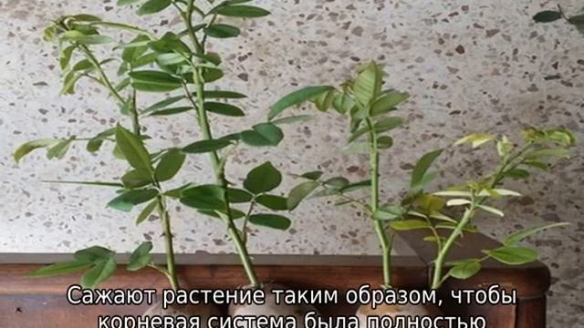 Роза Блэк Баккара