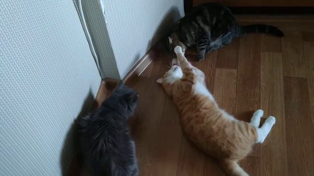 ПЬЯНЫЕ КОШКИ ПОДРАЛИСЬ, НАЛИЗАЛИСЬ И ЛЕЖАТ В ОБМОРОКЕ #коты #кошки #смешныекоты #приколы