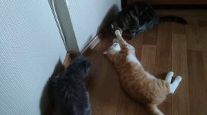 ПЬЯНЫЕ КОШКИ ПОДРАЛИСЬ, НАЛИЗАЛИСЬ И ЛЕЖАТ В ОБМОРОКЕ #коты #кошки #смешныекоты #приколы