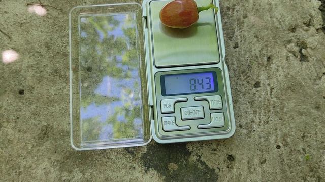 Дынька, Мускат Гурманный виноград 14 08 20 Теплова Татьяна смотреть онлайн