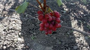 Обзор винограда Роза Красная