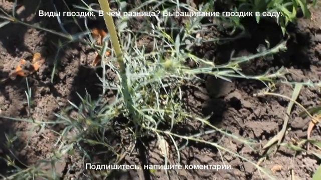 Гвоздика китайская, турецкая, гренадин - в чем разница? Выращивание гвоздик в саду.