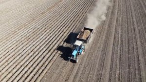 Семенной картофель "Златка"