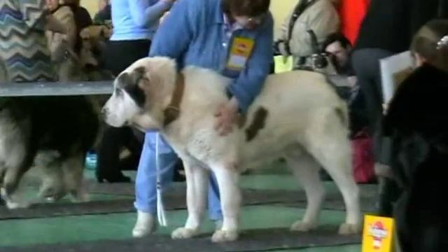 Выставка среднеазиатских овчарок, 07.02.09, Новосибирск смотреть онлайн