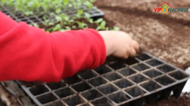 Пикировка рассады капусты (часть первая) смотреть онлайн