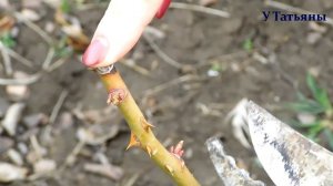 Весенняя обрезка роз. Как правильно обрезать и сформировать куст розы.