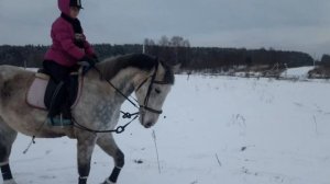 Полуодержки  на собранной рыси - подготовка к пассажу