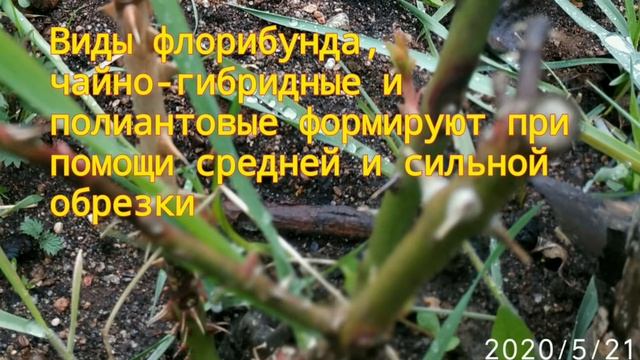 Уход за розами (обрезка)