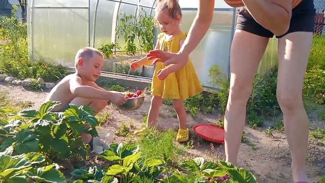 Ставим детский бассейн! Собираем урожай клубники! #жизнь #деревня #выходной