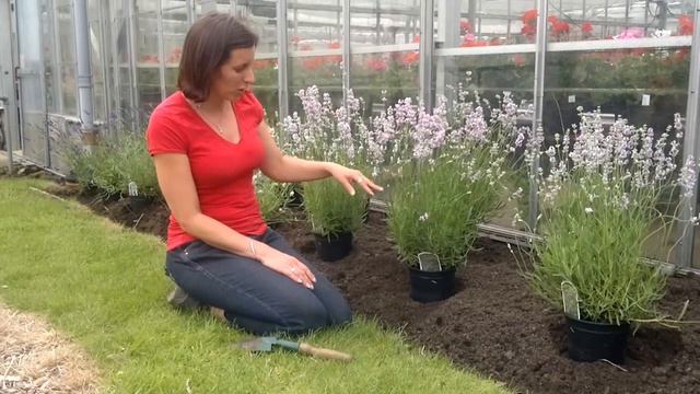 Lavender planting at Cramden Nursery. Part 1 смотреть онлайн