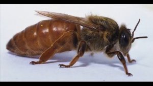 Есть ли у пчел, папа и мама?