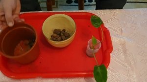 Сциндапсус. Укоренение в воде.