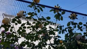 Сорт розы Грехам Томас( Остин) -нарядная,яркая !!!! 9 июня 2021 года