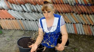 МОРЕ СЕМЯН ГИПСОФИЛЫ! Как и когда собирать семена гипсофилы.