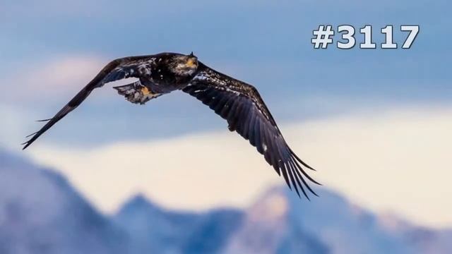 #3117. Птицы - хищники (В мире животных) смотреть онлайн