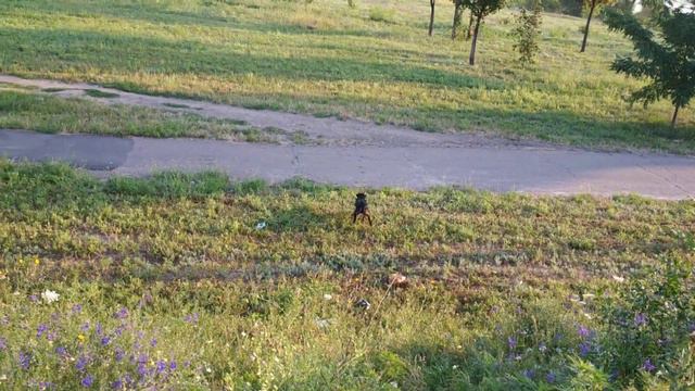 Команда апорт и физические нагрузки во время прогулки смотреть онлайн