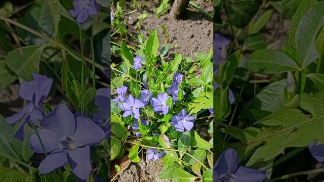 Барвинок малый (Vinca minor).?☘